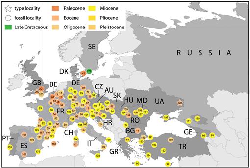 A Review of the Fossil Record of Old World Turtles of the Clade 