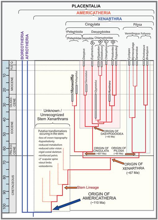 New Early Diverging Cingulate (Xenarthra: Peltephilidae) from the
