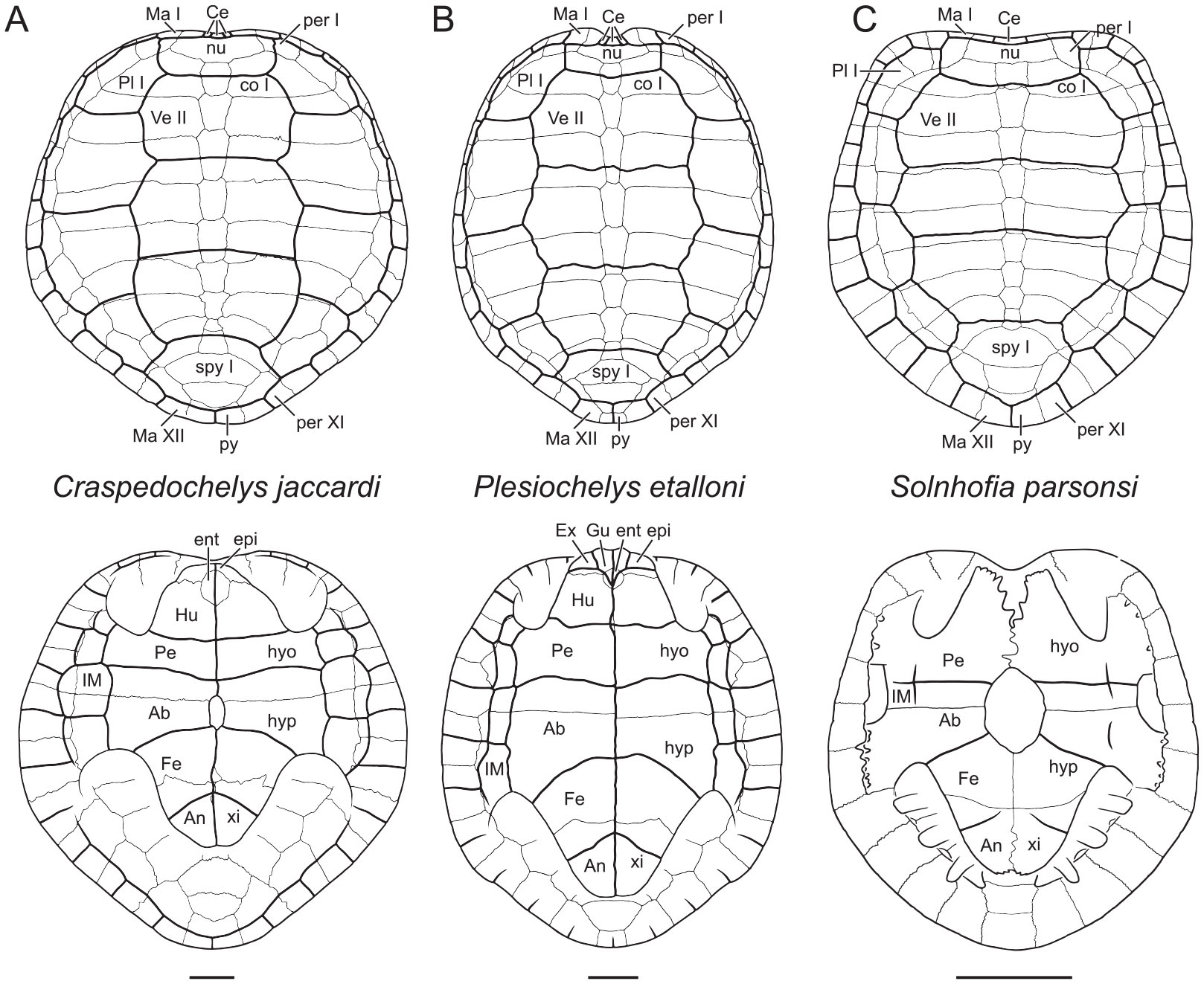 A Review of the Fossil Record of Turtles of the Clade Thalassochelydia