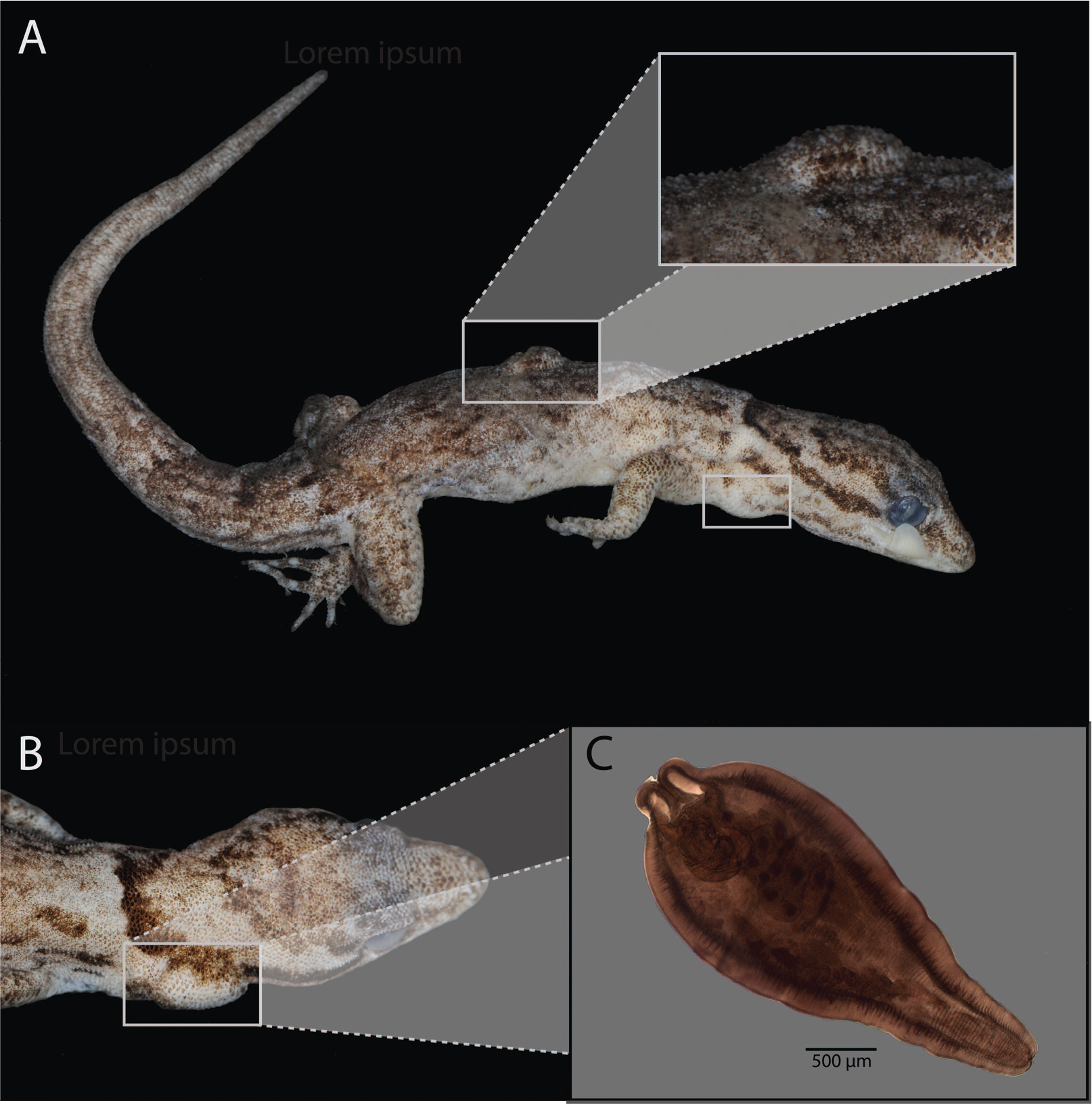 Are Geckos Paratenic Hosts For Caribbean Island Acanthocephalans Evidence From Gonatodes Antillensis And A Global Review Of Squamate Reptiles Acting As Transport Hosts