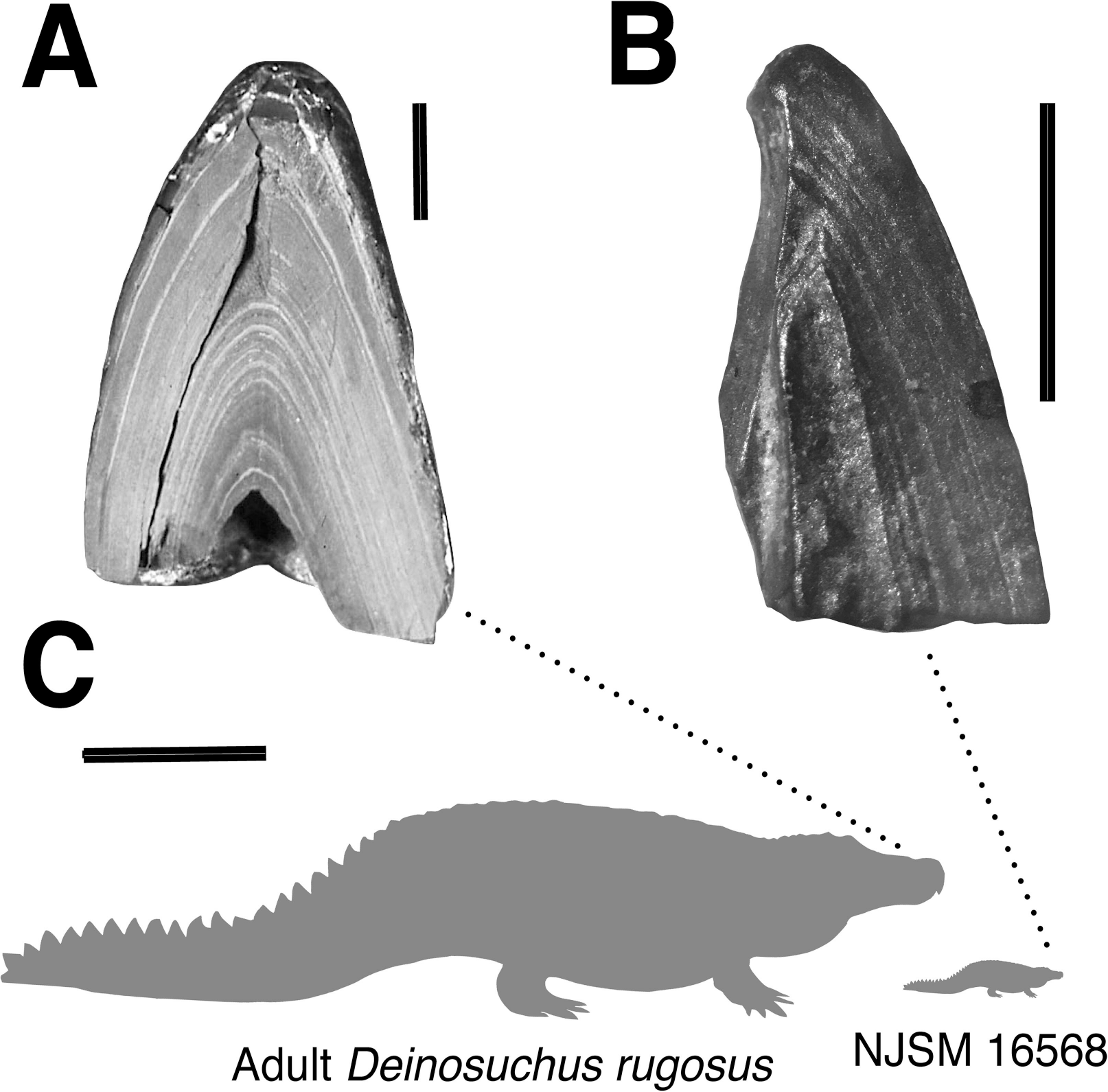New study confirms the power of Deinosuchus a