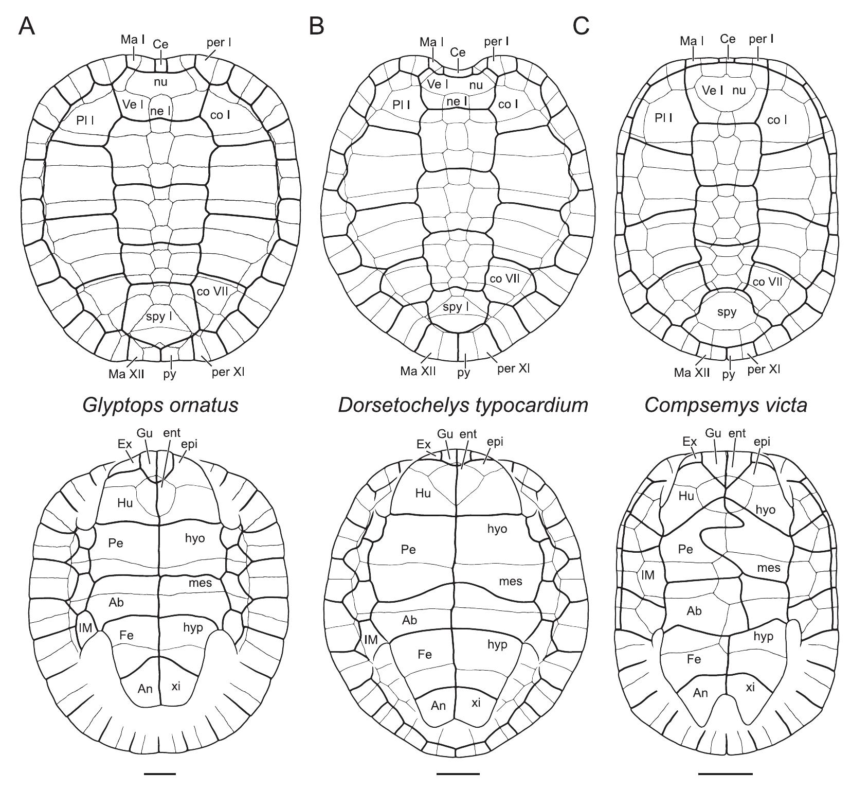 A Review of the Fossil Record of Nonbaenid Turtles of the Clade ...