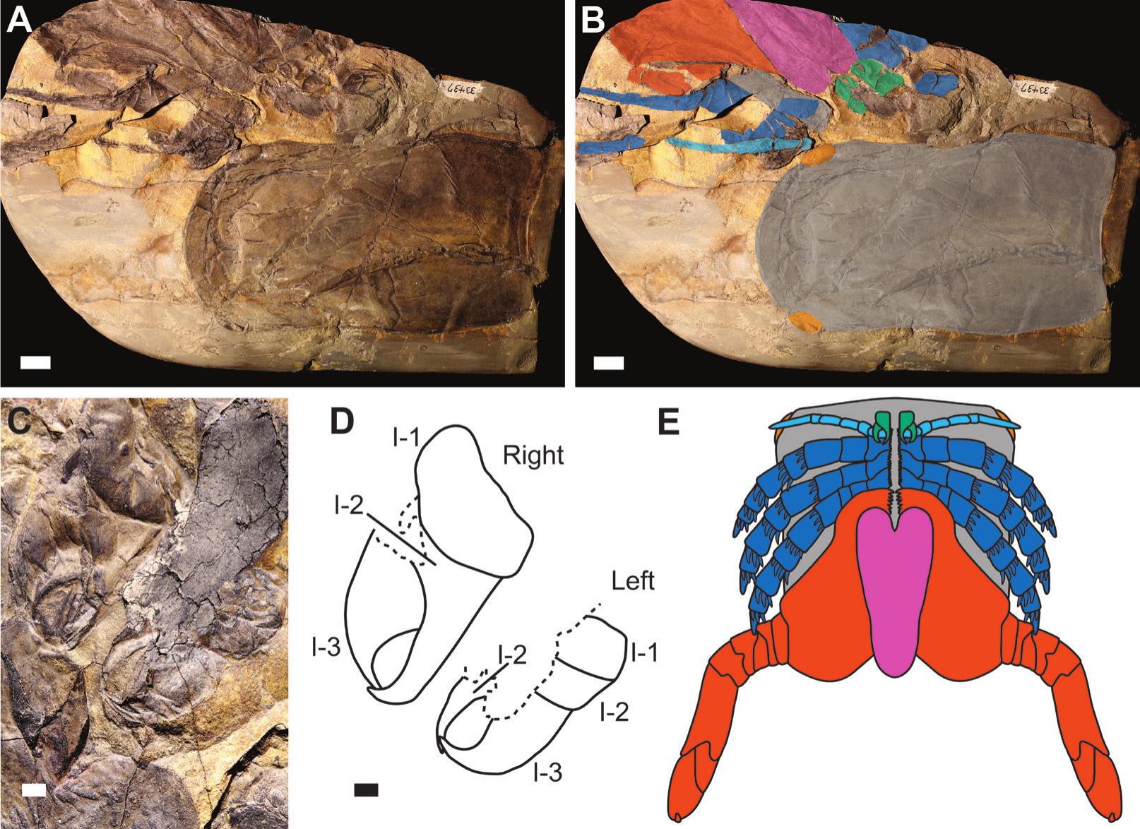 megalograptus fossil