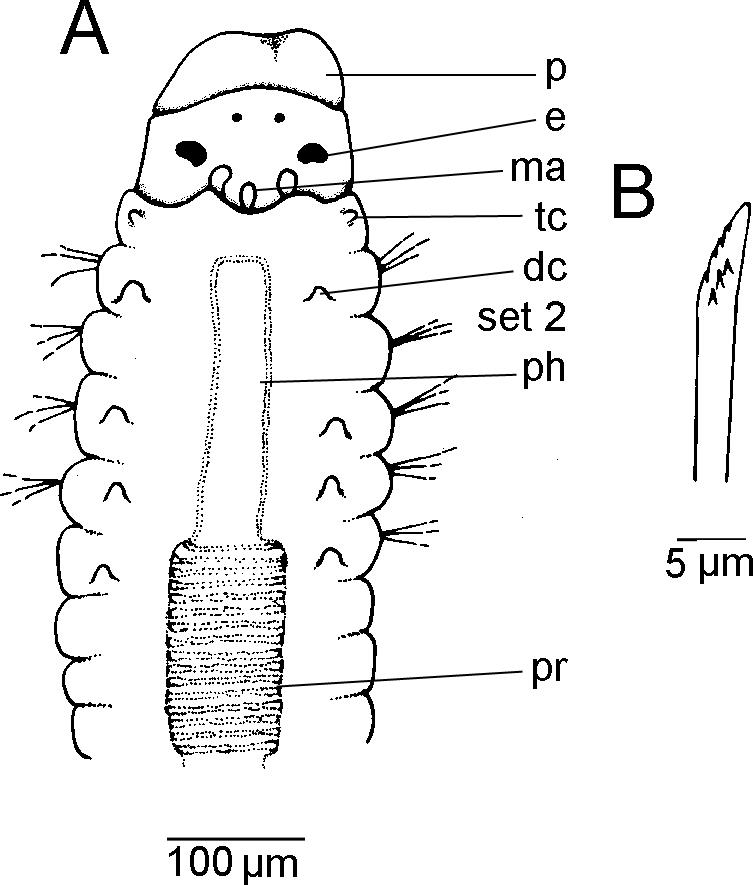 Three New Species Of Polychaetes Annelida Polychaeta From Bermuda