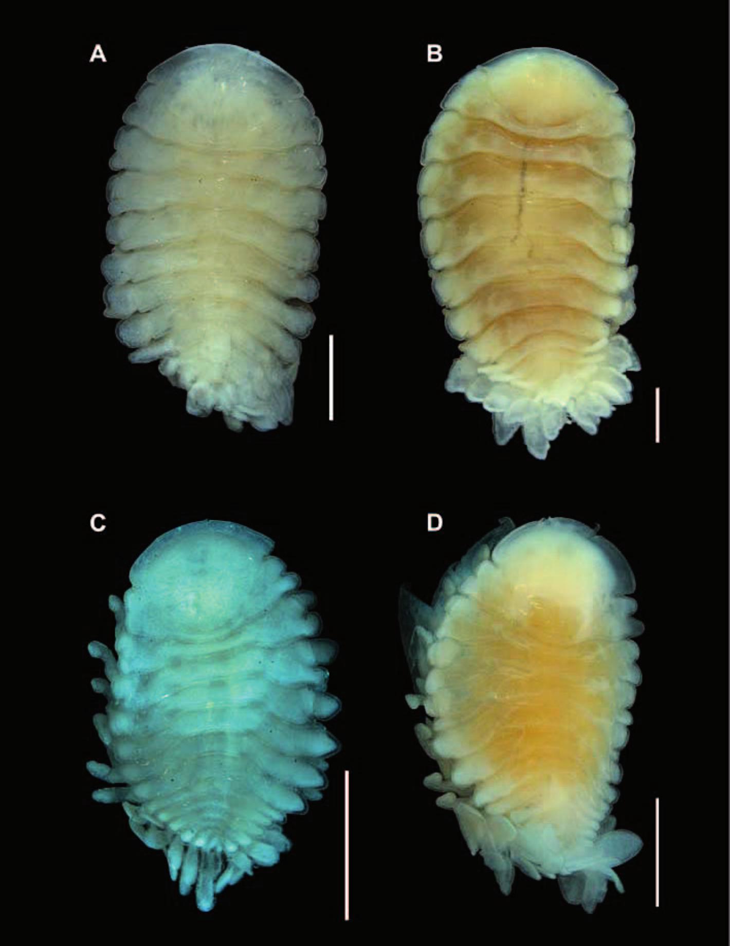 First record of Bopyrina ocellata (Isopoda, Bopyridae) from the