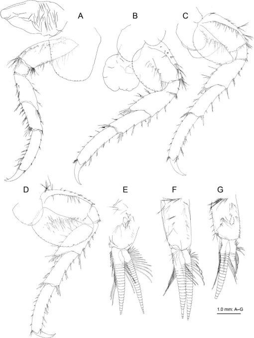 A new species of Calliopius (Crustacea: Amphipoda: Calliopiidae) from Japan