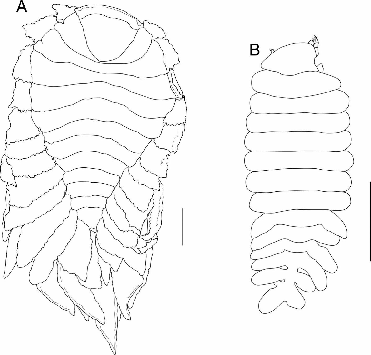 First record of Bopyrina ocellata (Isopoda, Bopyridae) from the