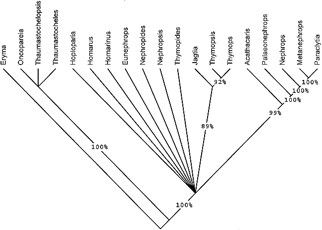 JAGTIA KUNRADENSIS, A NEW GENUS AND SPECIES OF CLAWED LOBSTER (DECAPODA ...