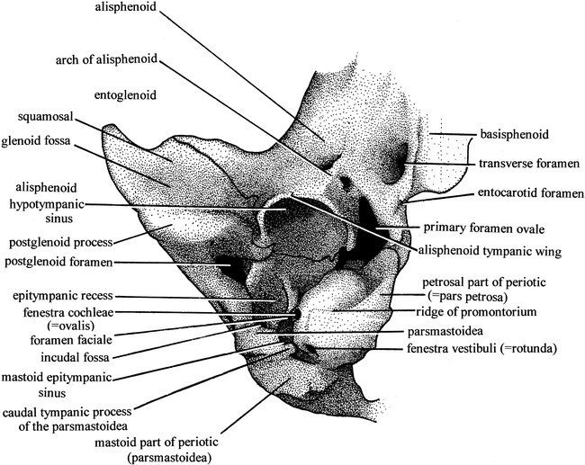 YARALOIDEA (MARSUPIALIA, PERAMELEMORPHIA), A NEW SUPERFAMILY OF ...