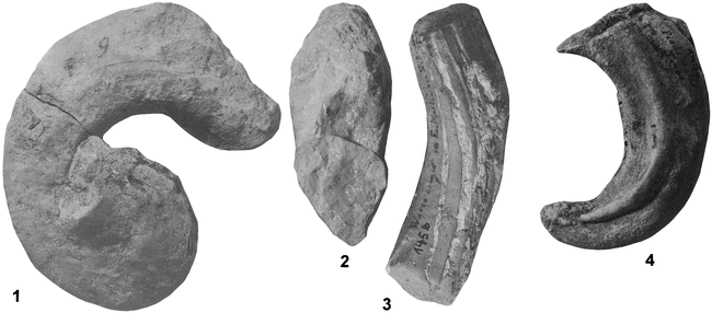 ALBIAN CAPRINID RUDISTS FROM TEXAS RE-EVALUATED