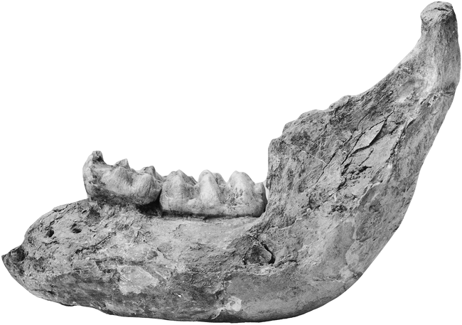 NEW CUVIERONIUS FINDS FROM THE PLEISTOCENE OF CENTRAL MEXICO