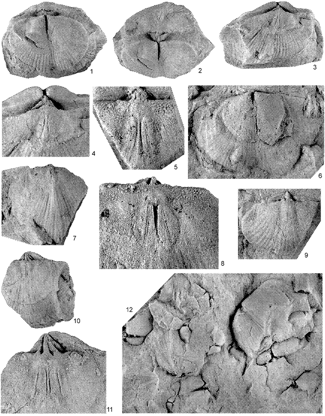 THE EARLY SILURIAN PENTAMERID BRACHIOPOD COSTISTRICKLANDIA CANADENSIS ...