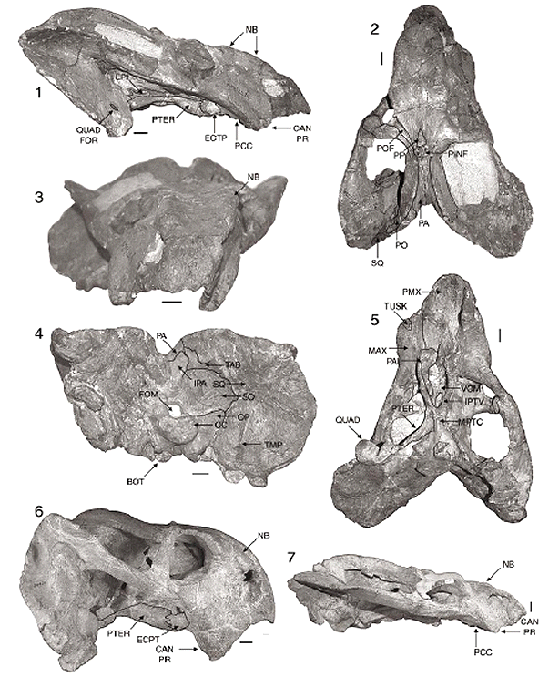 REDESCRIPTION, PHYLOGENETIC POSITION, AND STRATIGRAPHIC SIGNIFICANCE OF ...