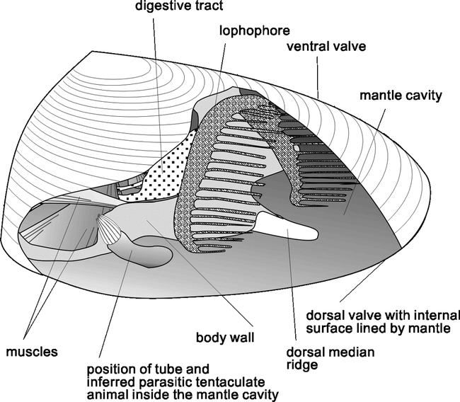 THE OLDEST-KNOWN METAZOAN PARASITE?