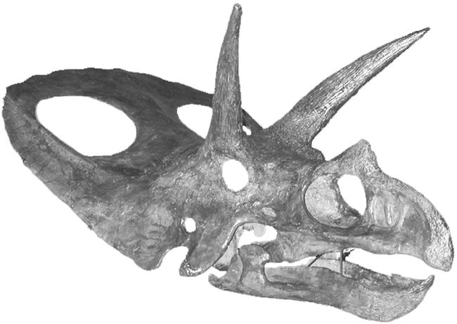 Triceratops Frill Section Lance Fm. Niobrara Co. WY 