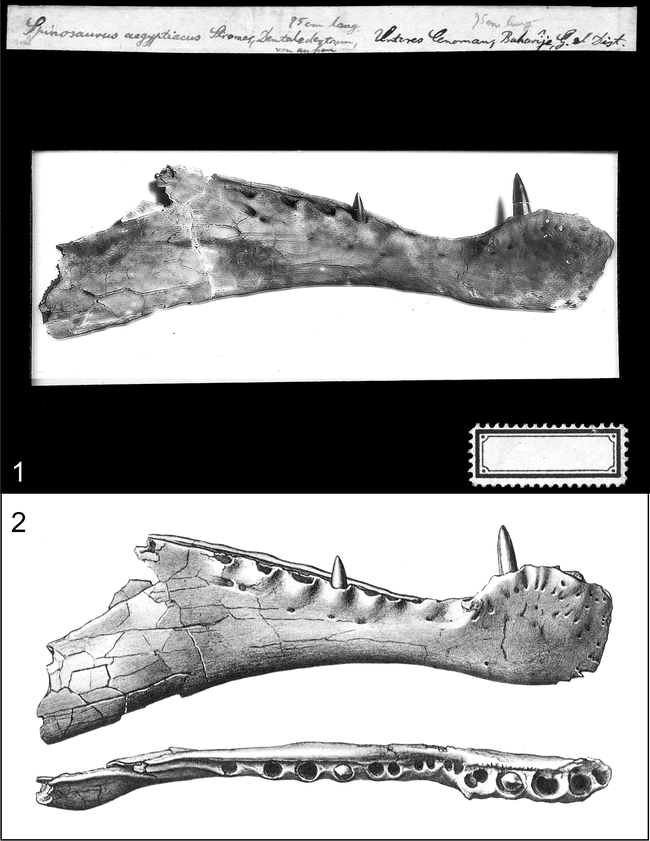 spinosaurus stromer