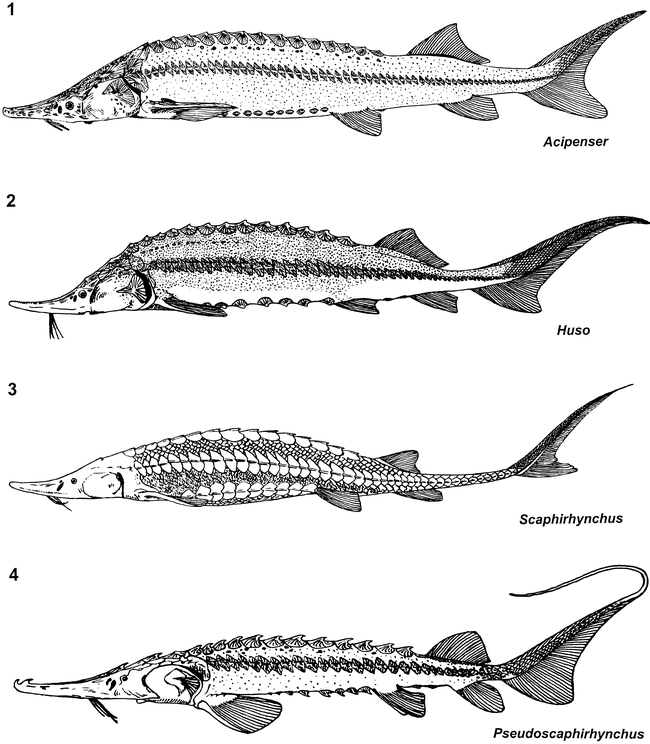 AN EXQUISITELY PRESERVED SKELETON REPRESENTING A PRIMITIVE STURGEON ...