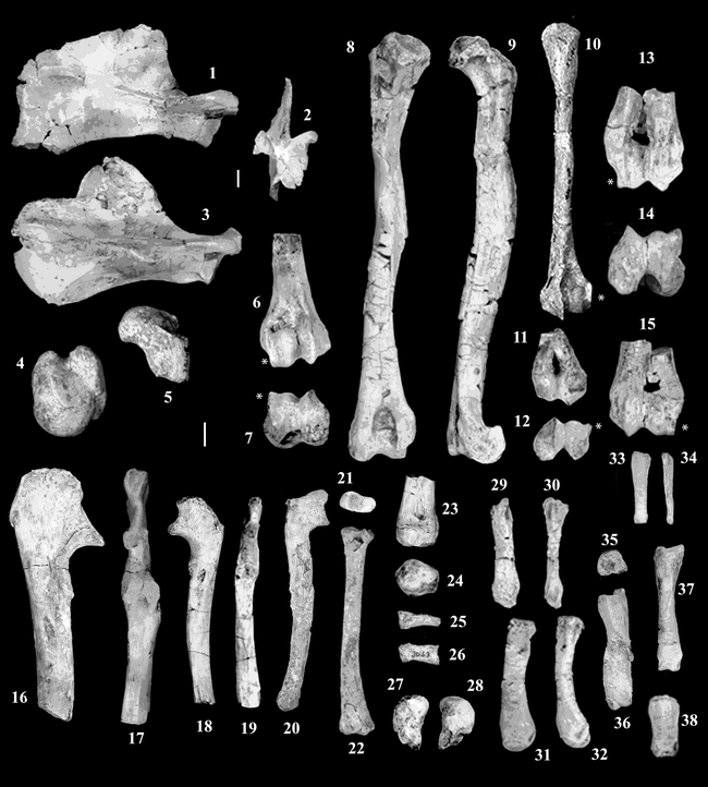 THE POSTCRANIAL SKELETON OF EARLY EOCENE PAKICETID CETACEANS