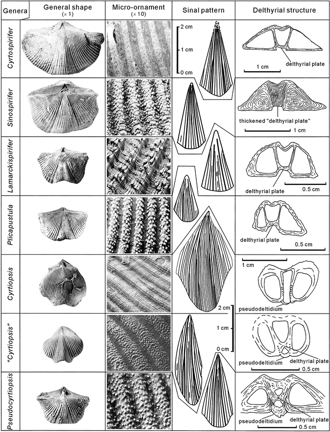 クラシック　cd × 28 MORPHOLOGY AND REVISION OF LATE DEVONIAN (EARLY FAMENNIAN