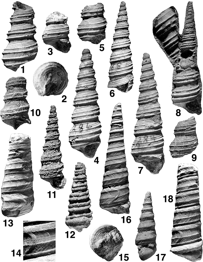 CENOZOIC TURRITELLIDAE (GASTROPODA) FROM SOUTHERN PERU