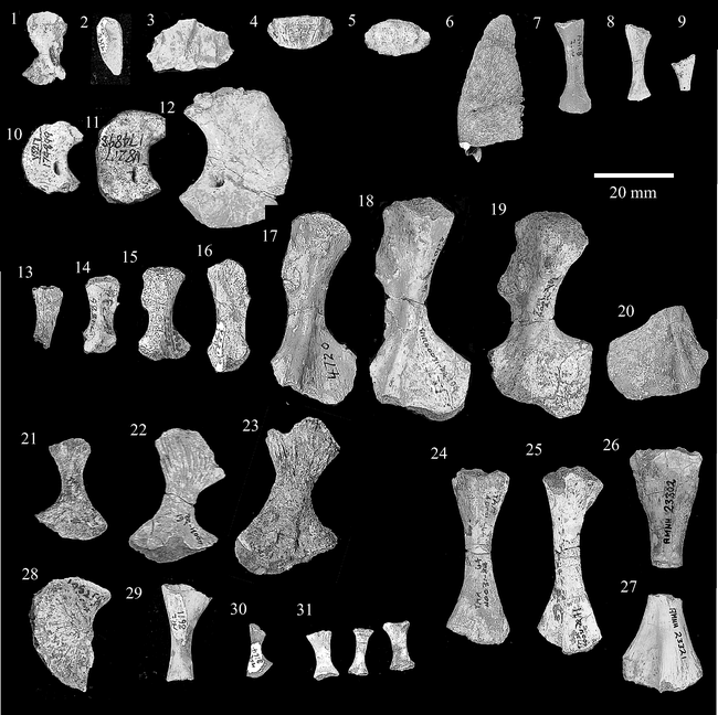 THE POSTCRANIAL SKELETON OF TRIMERORHACHIS INSIGNIS COPE, 1878 ...