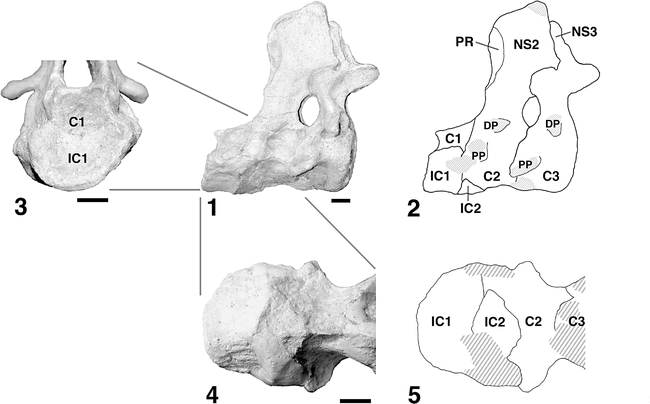 HOMOLOGY OF THE NEOCERATOPSIAN CERVICAL BAR ELEMENTS