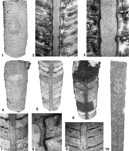 EARLY ORTHOCERATOID CEPHALOPODS FROM THE ARGENTINE PRECORDILLERA (LOWER ...