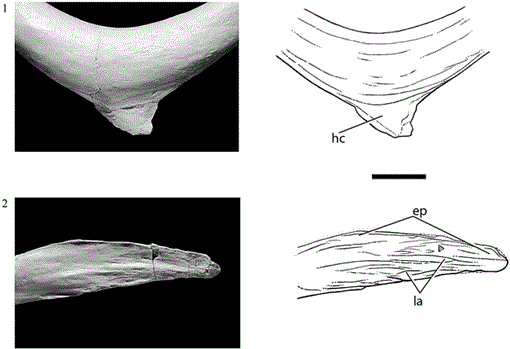 THE FURCULA IN SUCHOMIMUS TENERENSIS AND TYRANNOSAURUS REX (DINOSAURIA ...