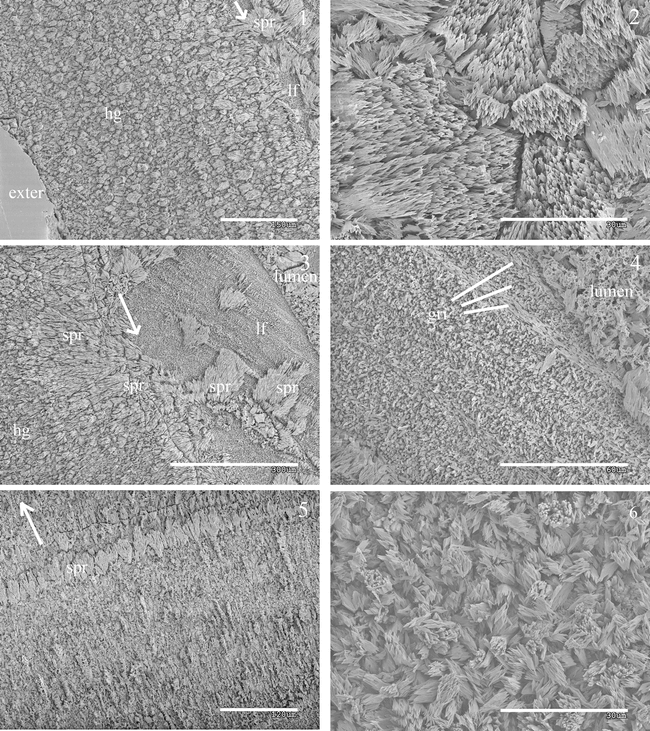 Tube Ultrastructure of the Fossil Genus Rotularia DeFrance, 1827 ...