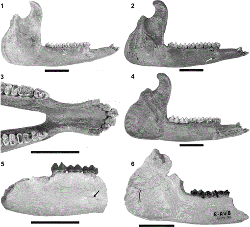 Cranial Morphology and Systematics of an Extraordinary Sample of the ...