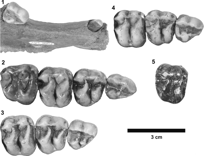 Cranial Morphology and Systematics of an Extraordinary Sample of the ...