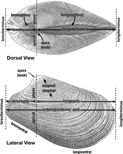 Shell Orientation Terminology among the Bivalvia (Mollusca): Problems ...