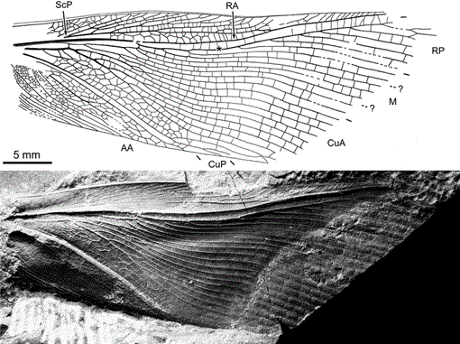 New Data On Homocladus Grandis A Permian Stem Mantodean Polyneoptera Dictyoptera