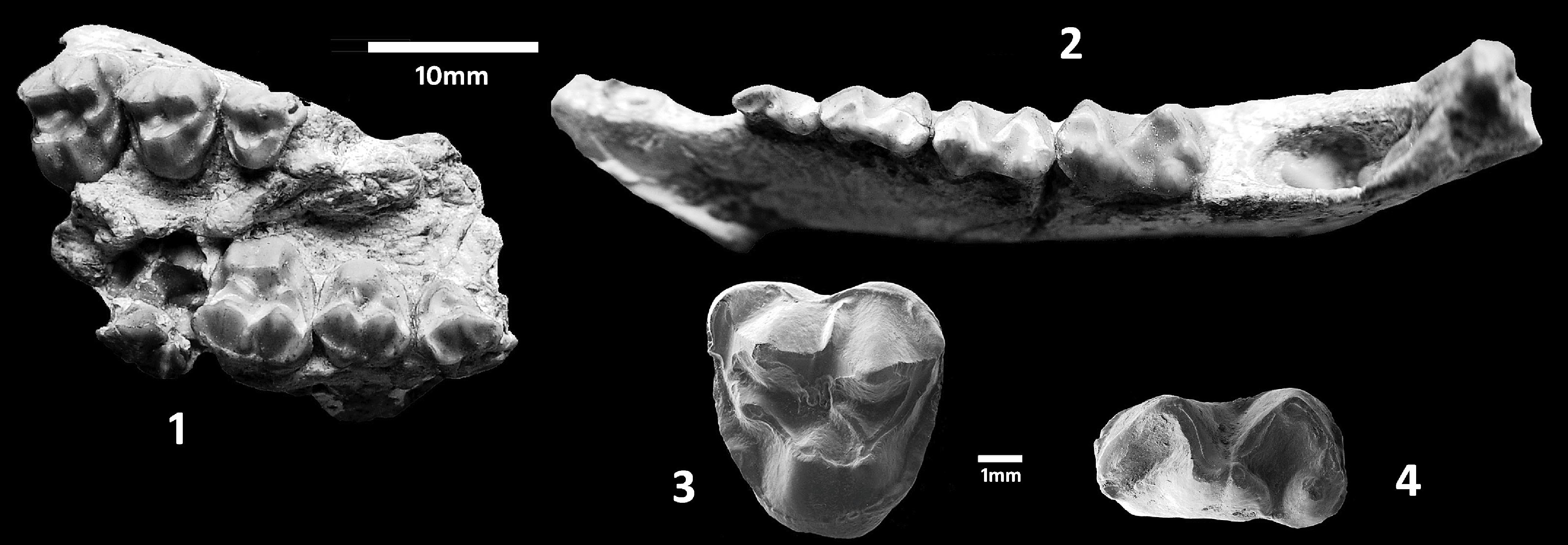 Deciduous Premolars of Paleocene Litopterns of Sáo José de Itaboraí ...