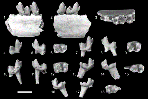 A New, Early Puercan (Earliest Paleocene) Species of Purgatorius ...