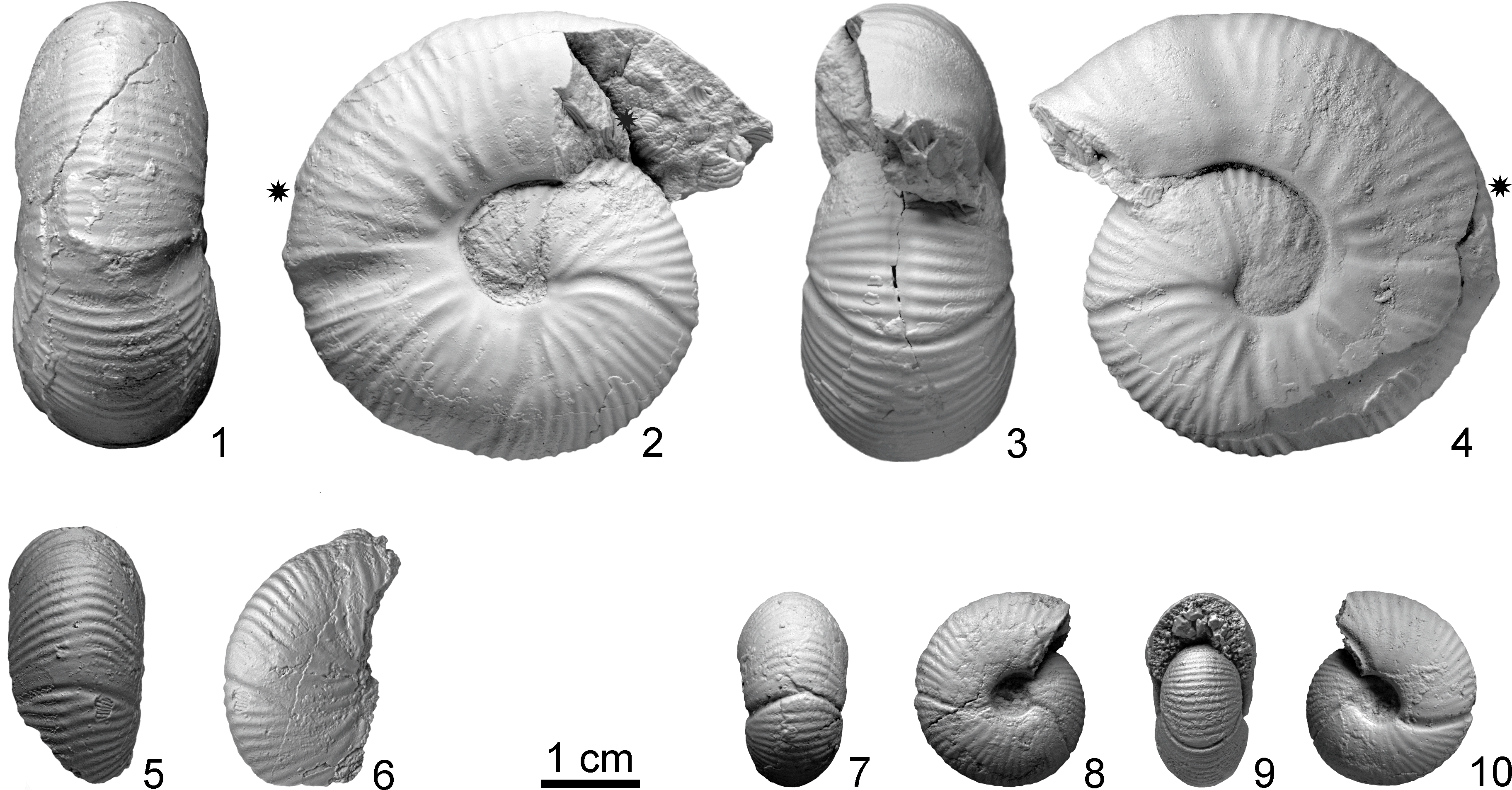 Dimorphinites (Ammonoidea, Jurassic, Upper Bajocian) in the