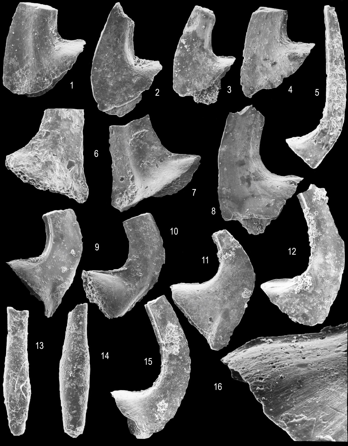 Tremadocian (Lower Ordovician) Sea-Level Changes and Biotas on the