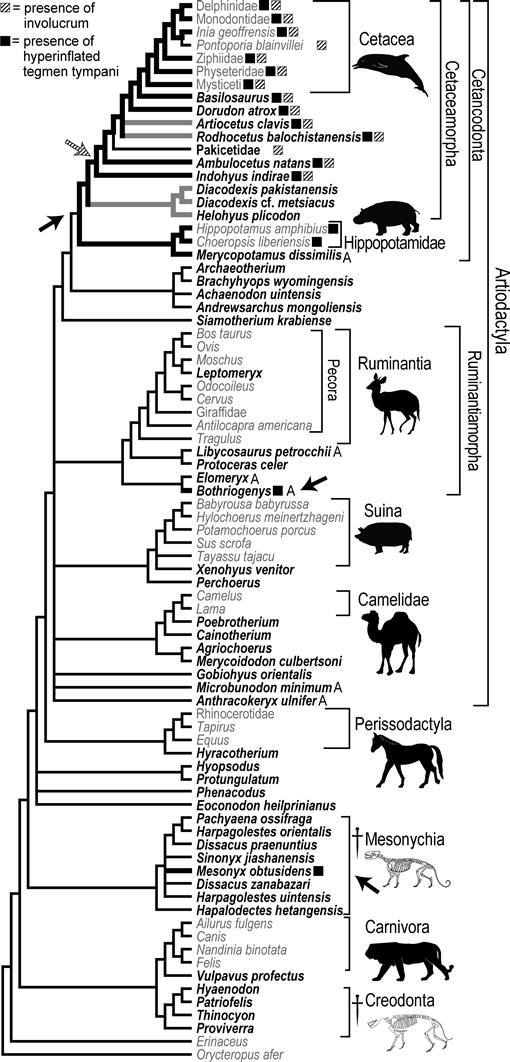 Endocranial Petrosal Anatomy of Bothriogenys (Mammalia, Artiodactyla ...