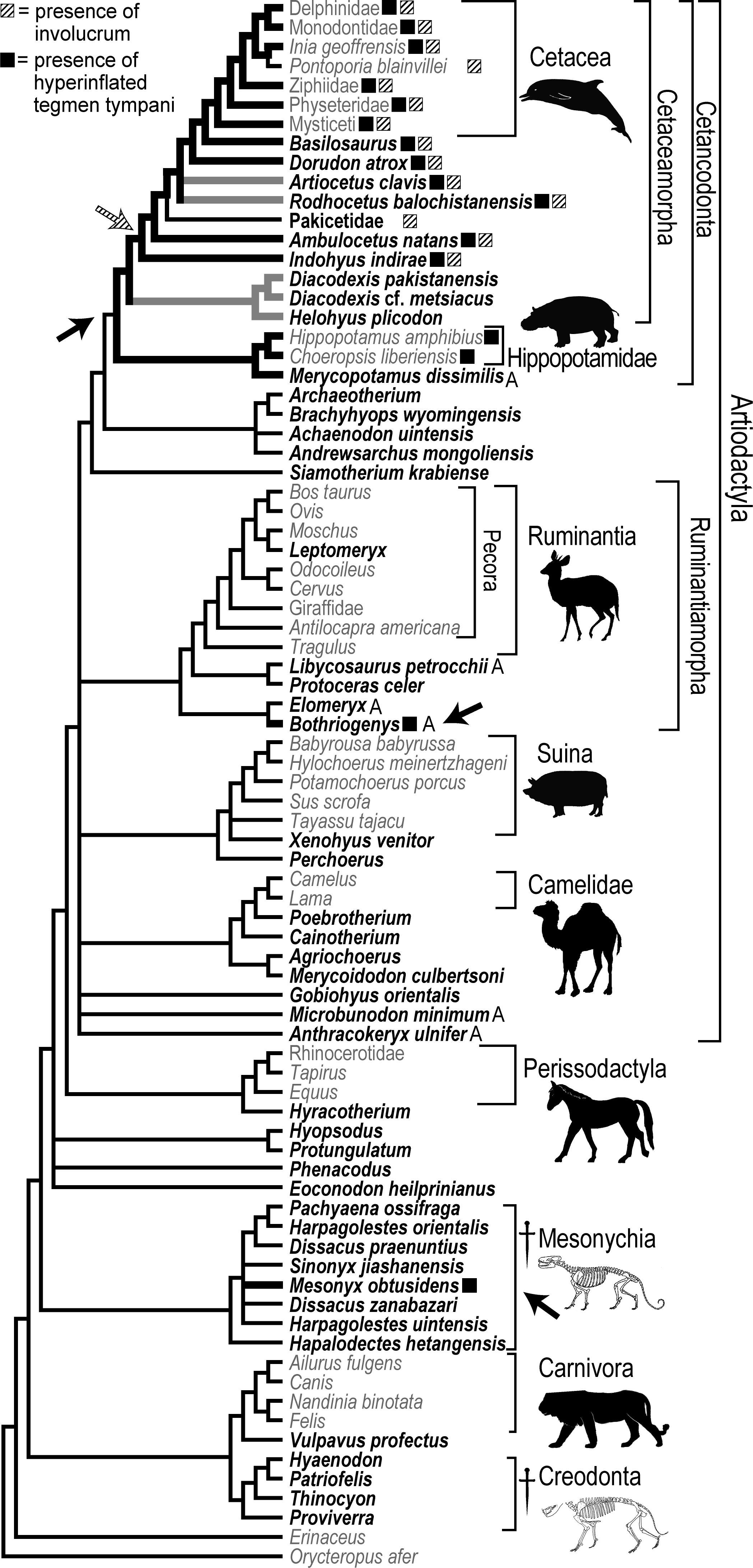 Endocranial Petrosal Anatomy of Bothriogenys (Mammalia, Artiodactyla ...