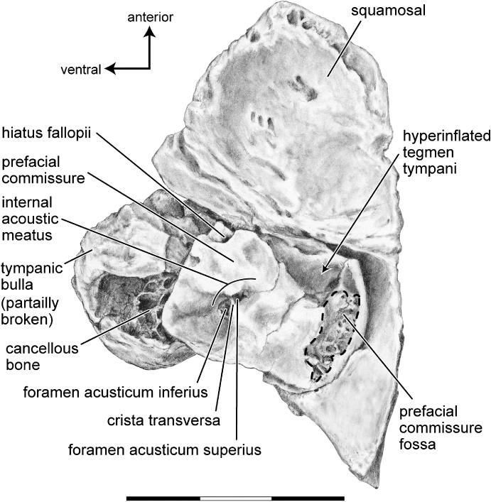 Endocranial Petrosal Anatomy of Bothriogenys (Mammalia, Artiodactyla ...