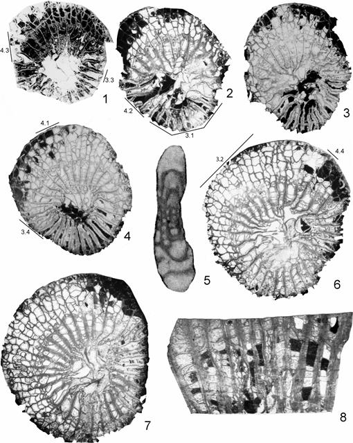 New Unusual Skeletal Structure in An Upper Carboniferous Rugose Coral ...