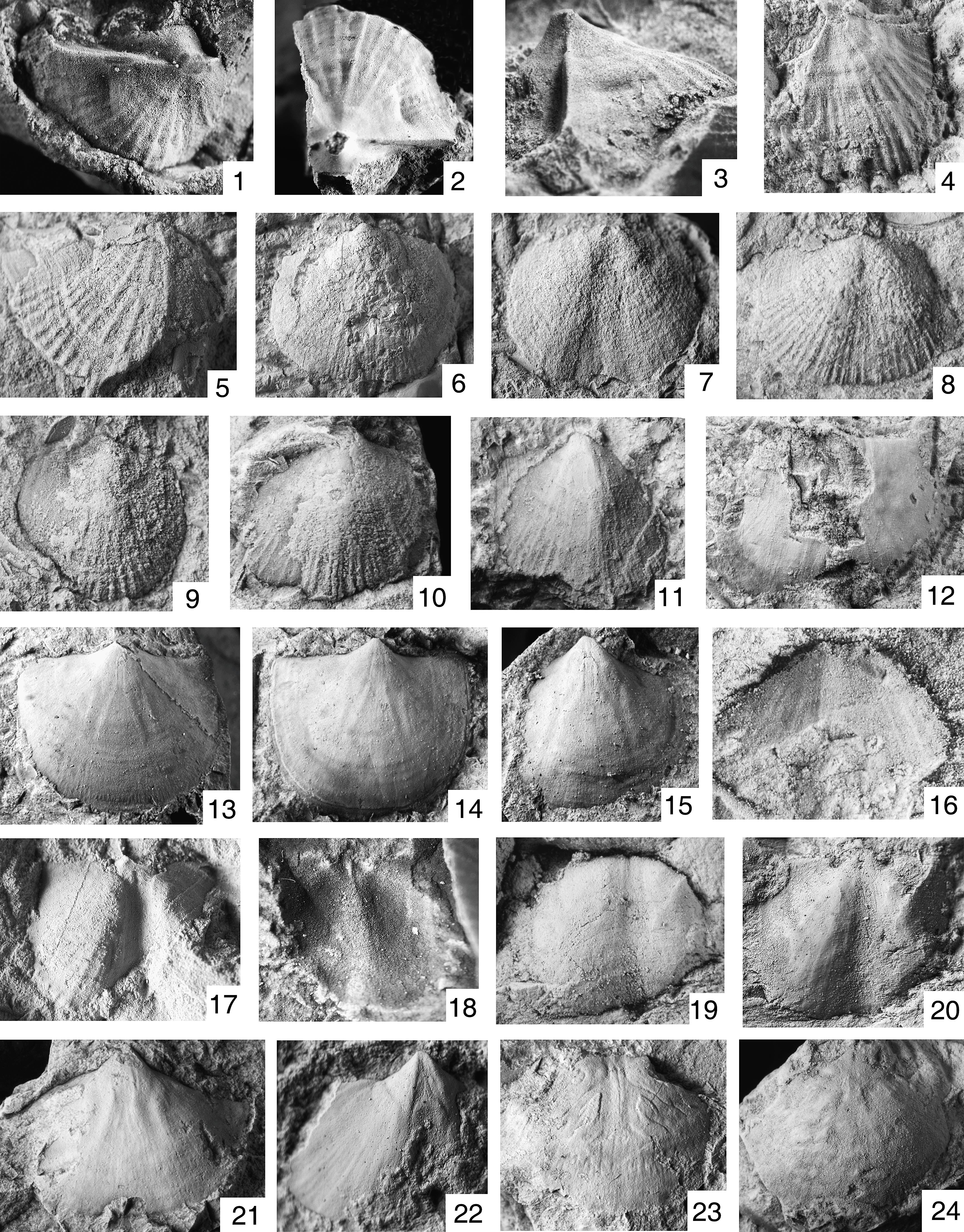 Lower and Middle Cambrian Rhynchonelliform Brachiopods from the