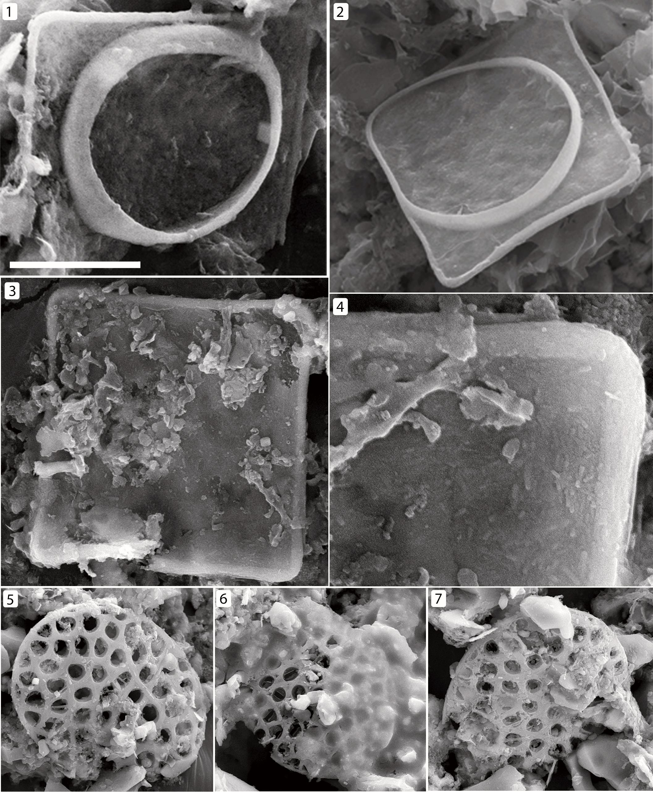 Scale Microfossils From The Mid-Neoproterozoic Fifteenmile Group, Yukon ...