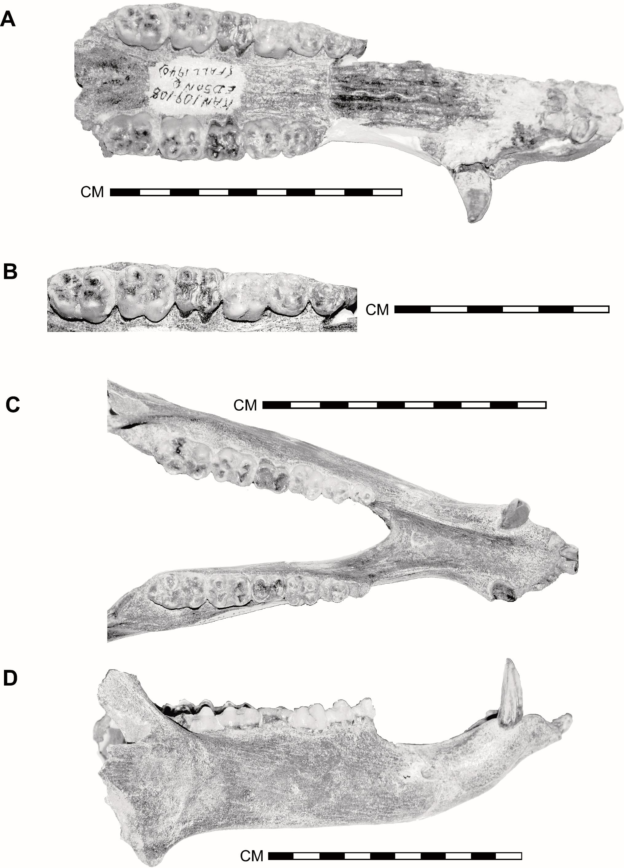 A New Primitive Species of the Flat-Headed Peccary Platygonus ...