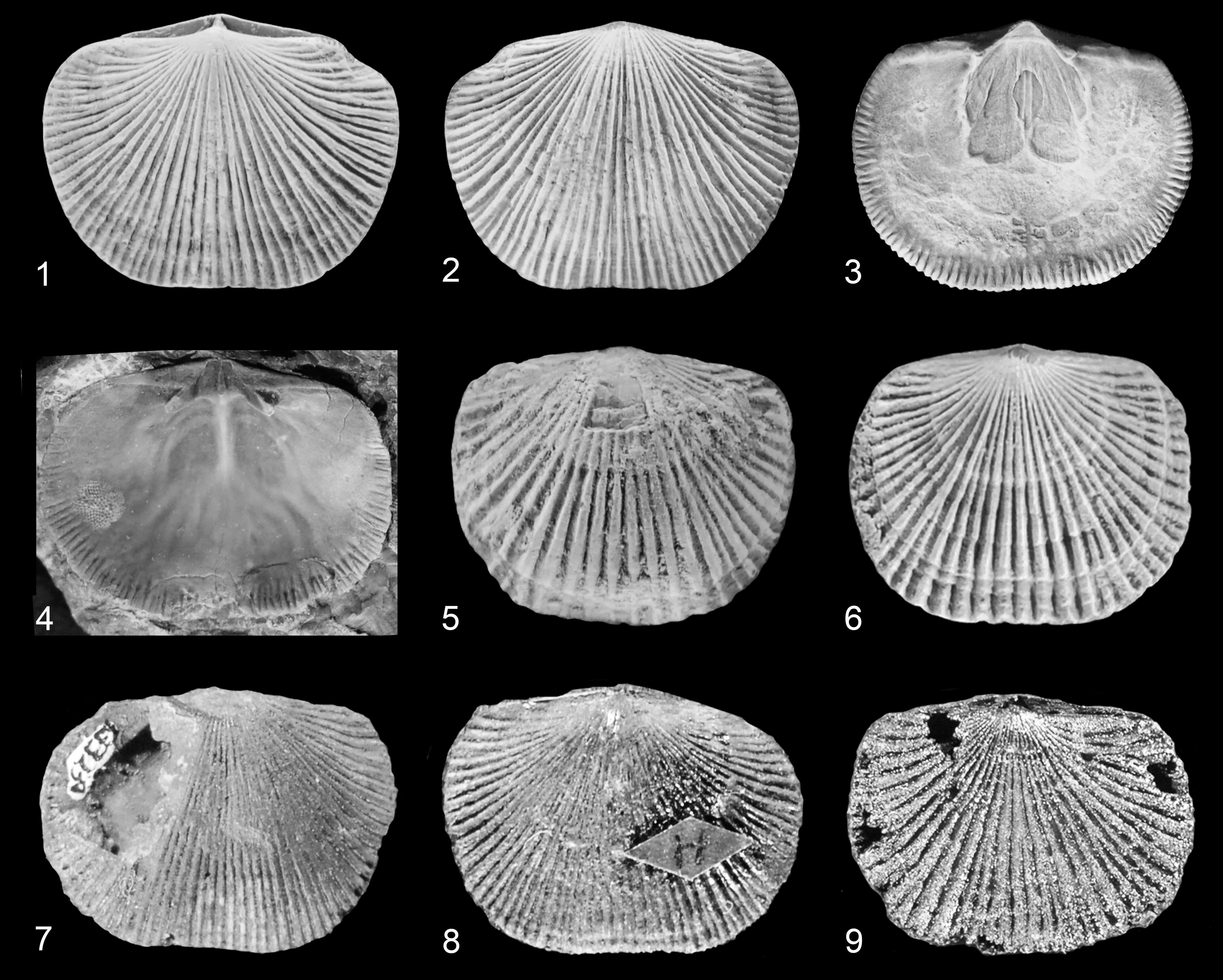 Phylogenetic Revision of the Late Ordovician Orthid Brachiopod Genera ...