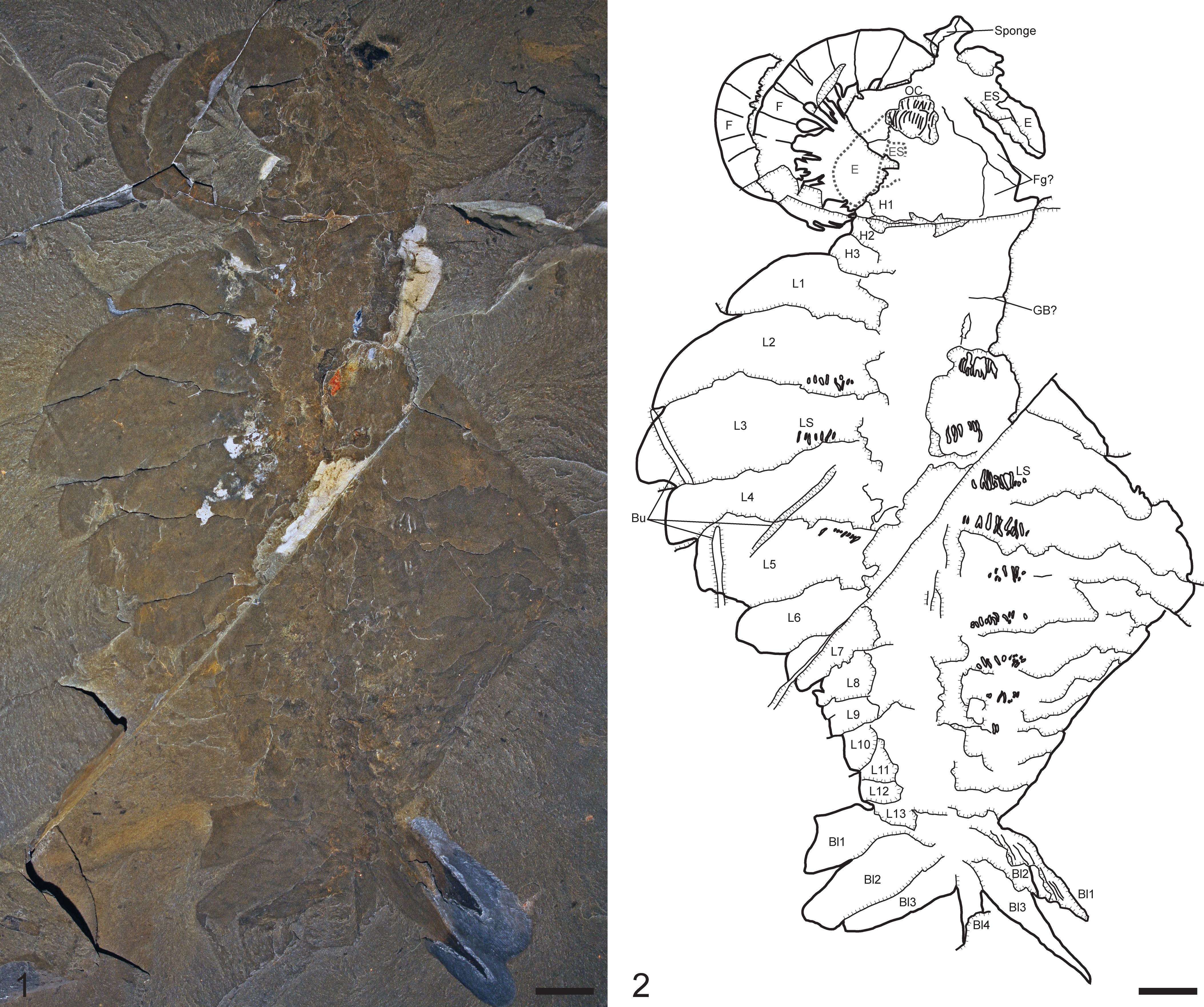 Morphology of Anomalocaris canadensis from the Burgess Shale