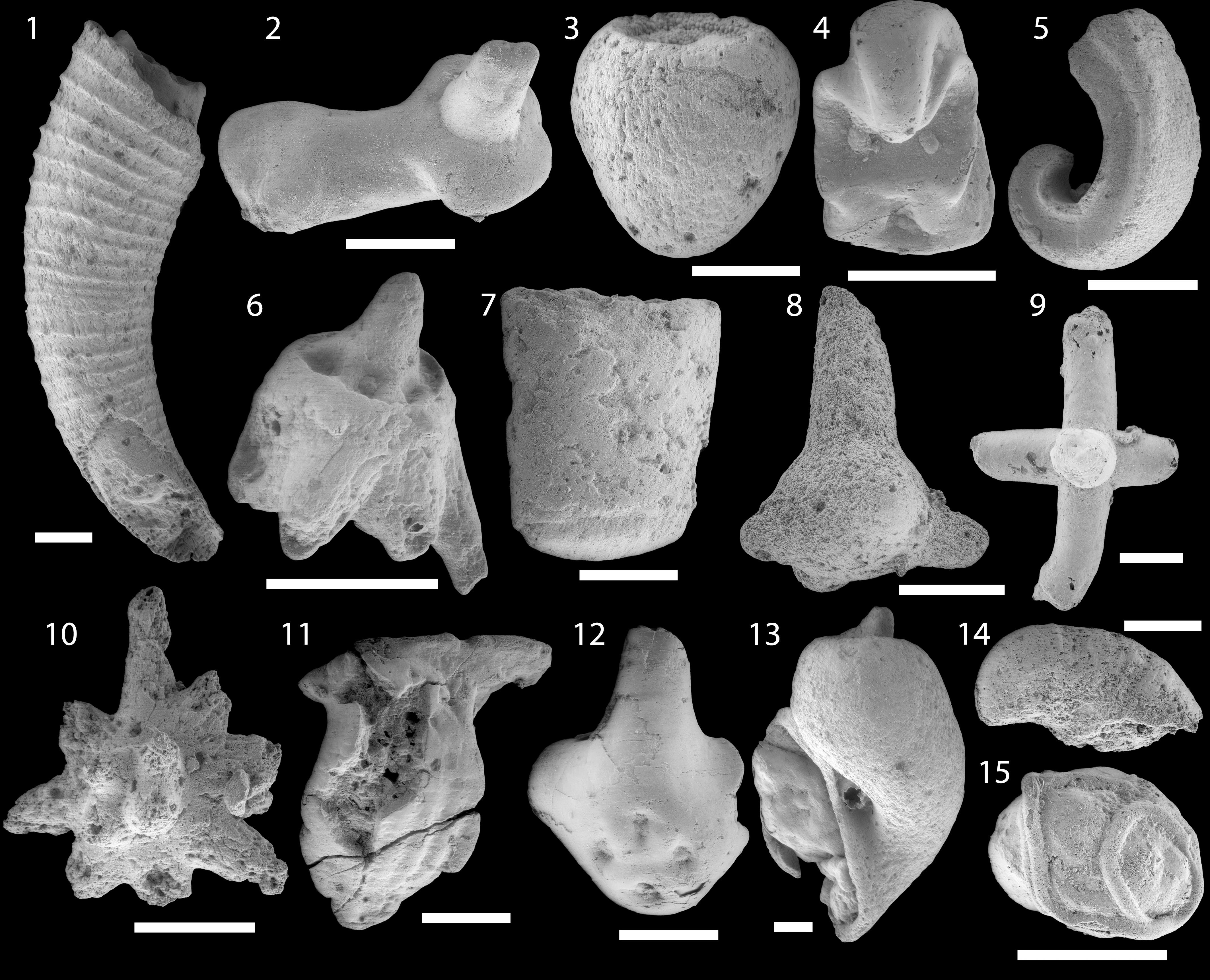 Two Unusual Small Shelly Fossils From The Lower Cambrian Of ...