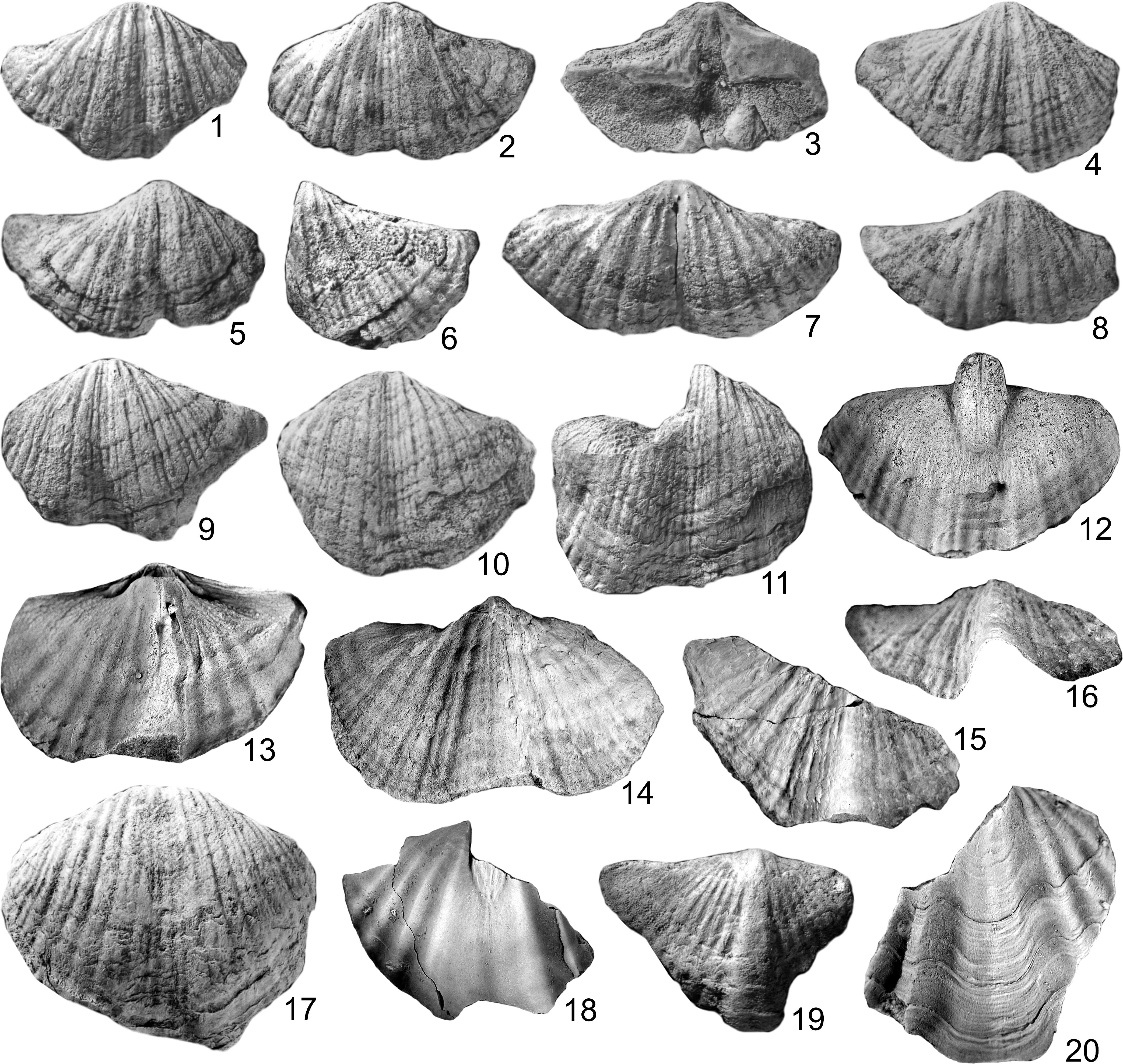 Lower Permian brachiopods from Wasp Head Formation, Sydney Basin ...