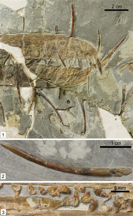 Mesozoic Monthly: Nemicolopterus