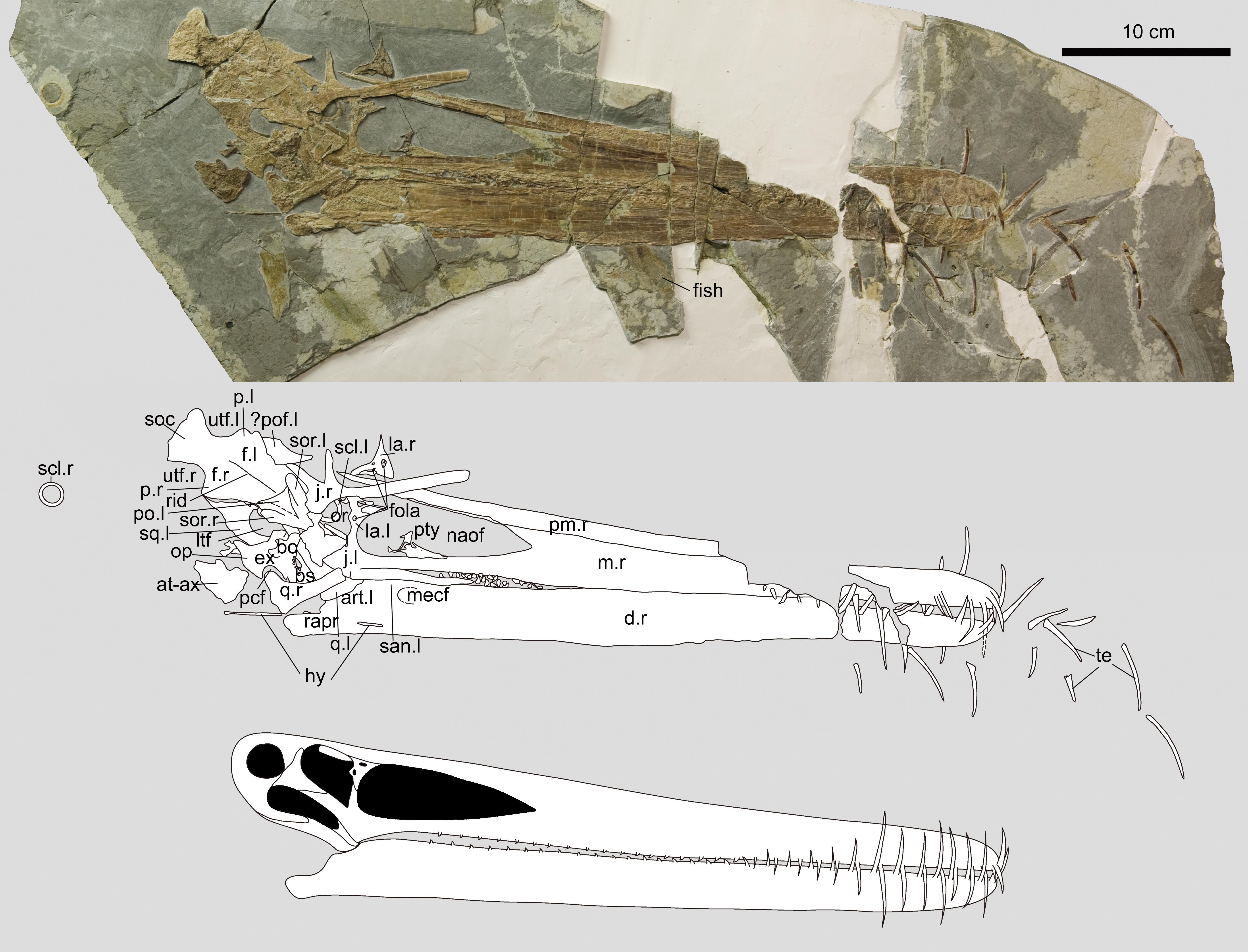 Mesozoic Monthly: Nemicolopterus